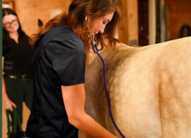 The Equine Institute Online Courses